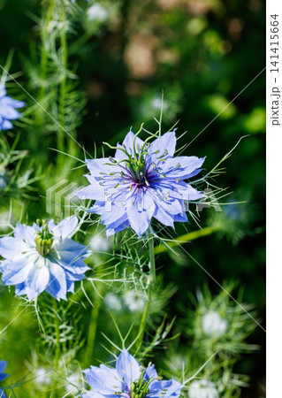 ガーデンで太陽の光で輝いて咲く美しいブルーのニゲラの花 ガーデンで太陽の光で輝いて咲く美しいブルーのニゲラの花 141415664