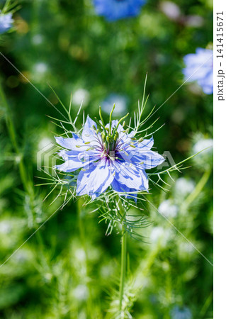 ガーデンで太陽の光で輝いて咲く美しいブルーのニゲラの花 ガーデンで太陽の光で輝いて咲く美しいブルーのニゲラの花 141415671