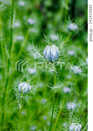 ガーデンで咲く美しいブルーのニゲラの花の蕾 ガーデンで咲く美しいブルーのニゲラの花の蕾 141415682