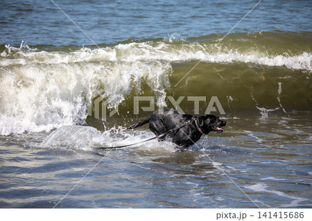 海で遊びまわる犬 海で遊びまわる犬 141415686