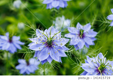 ガーデンで咲く美しいブルーのニゲラの花のクローズアップ 141415719
