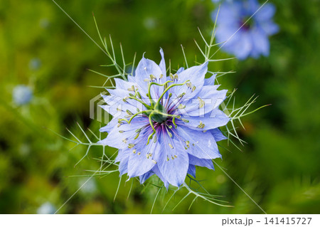 ガーデンで咲く美しいブルーのニゲラの花のクローズアップ ガーデンで咲く美しいブルーのニゲラの花のクローズアップ 141415727