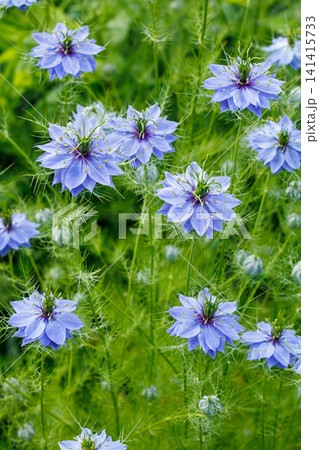 ガーデンで咲く美しいブルーのニゲラの花 ガーデンで咲く美しいブルーのニゲラの花 141415733