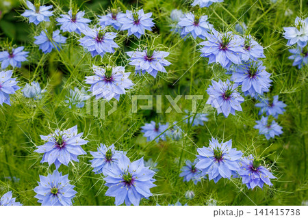 ガーデンで咲く美しいブルーのニゲラの花 141415738