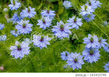 ガーデンで咲く美しいブルーのニゲラの花 141415740