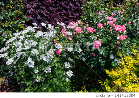 ガーデンで沢山の花を咲かせるオルティア ガーデンで沢山の花を咲かせるオルティア 141415804