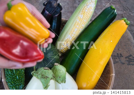 収穫した夏野菜 収穫した夏野菜 141415813