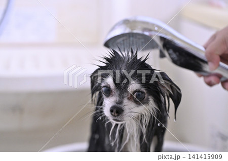 シャワーでマッサージが大好きな愛犬　水遊び　マイクロバブル・ナノバブル・シャワー　チワワ 141415909
