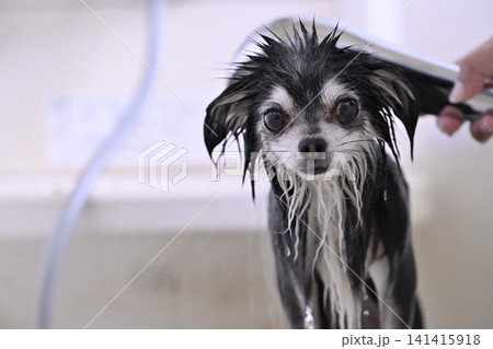 シャワーでマッサージが大好きな愛犬　水遊び　マイクロバブル・ナノバブル・シャワー　チワワ 141415918