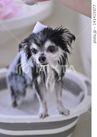 愛犬のシャンプー マイクロバブル・ナノバブル・シャワー チワワ 愛犬のシャンプー マイクロバブル・ナノバブル・シャワー チワワ 141415977