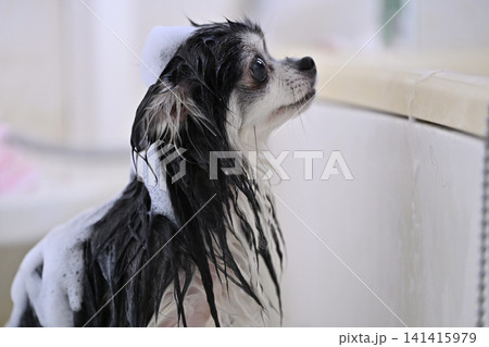 愛犬のシャンプー　マイクロバブル・ナノバブル・シャワー　チワワ 141415979