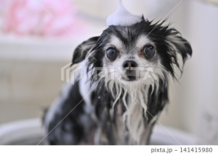 愛犬のシャンプー　マイクロバブル・ナノバブル・シャワー　チワワ 141415980