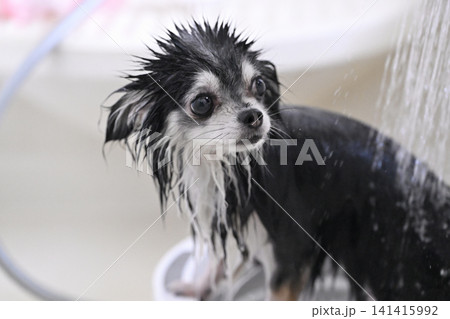 愛犬のシャンプー マイクロバブル・ナノバブル・シャワー チワワ 愛犬のシャンプー マイクロバブル・ナノバブル・シャワー チワワ 141415992