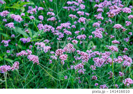 ピンク色のたくさんの花を咲かせるバーベナ ボナリエンシスの花 ピンク色のたくさんの花を咲かせるバーベナ ボナリエンシスの花 141416010