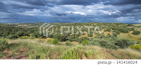 Mediterranean Forest Scrub, Toledo, Spain Mediterranean Forest Scrub, Toledo, Spain 141416024