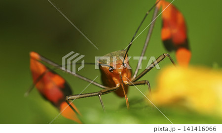 Shield Bug, Amazonia 141416066