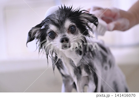 マイクロバブル・ナノバブル・シャンプーでブラッシングが気持ちいい愛犬 チワワ マイクロバブル・ナノバブル・シャンプーでブラッシングが気持ちいい愛犬 チワワ 141416070