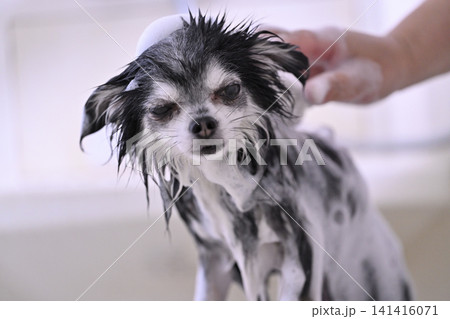 マイクロバブル・ナノバブル・シャンプーでブラッシングが気持ちいい愛犬 チワワ マイクロバブル・ナノバブル・シャンプーでブラッシングが気持ちいい愛犬 チワワ 141416071