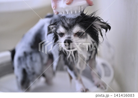マイクロバブル・ナノバブル・シャンプーでブラッシングが気持ちいい愛犬　チワワ 141416083