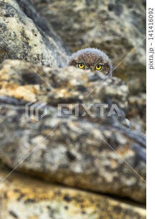 Little Owl, Spain 141416092