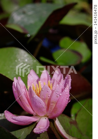 雨に濡れたピンク色のスイレン 雨に濡れたピンク色のスイレン 141416478