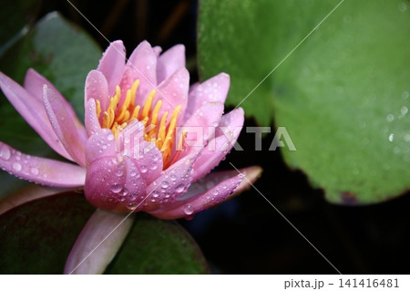 雨に濡れた睡蓮 雨に濡れた睡蓮 141416481
