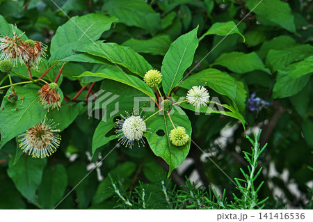 白いセファランサスの花( Cephalanthus occidentalis)(夏、六月) 白いセファランサスの花( Cephalanthus occidentalis)(夏、六月) 141416536