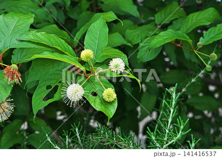 白いセファランサスの花( Cephalanthus occidentalis)(夏、六月) 白いセファランサスの花( Cephalanthus occidentalis)(夏、六月) 141416537