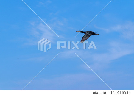 北海道天売島の空を飛ぶウ類の海鳥 野生動物 141416539