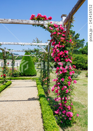 パーゴラで咲く美しいピンクのバラの花 パーゴラで咲く美しいピンクのバラの花 141416552