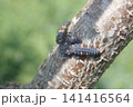 テントウムシの共食い 141416564