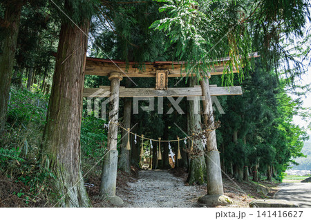 杉林の中に立つ五社神社の木造鳥居と参道 杉林の中に立つ五社神社の木造鳥居と参道 141416627