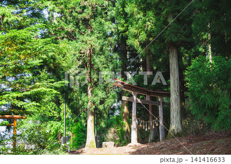 新緑の木漏れ日が差し込む静寂な森と五社神社の流線形鳥居 新緑の木漏れ日が差し込む静寂な森と五社神社の流線形鳥居 141416633
