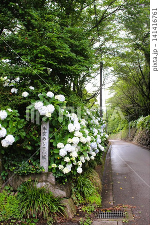 あじさい坂 あじさい坂 141416761