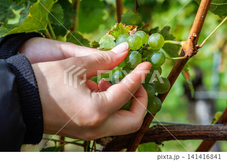 Closeup of hands picking and holding the harvested ripe green grapes from a grape cluster in a Wuerzburg vineyard Closeup of hands picking and holding the harvested ripe green grapes from a grape cluster in a Wuerzburg vineyard 141416841