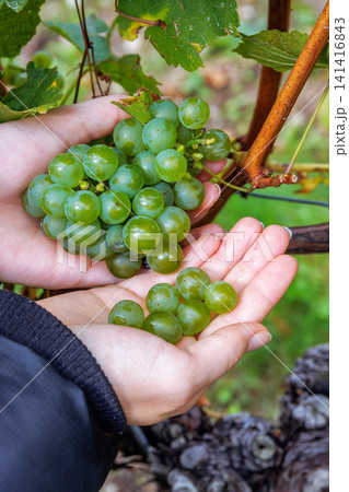 Closeup of hands picking and holding the harvested ripe green grapes from a grape cluster in a Wuerzburg vineyard Closeup of hands picking and holding the harvested ripe green grapes from a grape cluster in a Wuerzburg vineyard 141416843