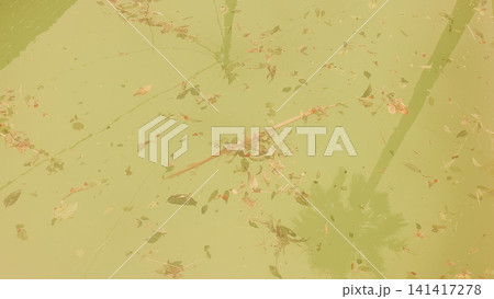 Top view close up of dirty green water surface in neglected swimming pool covered with fallen leaves and organic debris needing urgent filtration and care Top view close up of dirty green water surface in neglected swimming pool covered with fallen leaves and organic debris needing urgent filtration and care 141417278