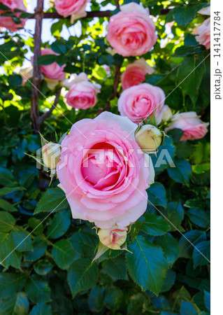 ガーデンで咲く美しいロゼット咲きのピンク色のバラの花 ガーデンで咲く美しいロゼット咲きのピンク色のバラの花 141417784