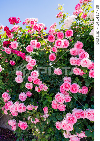 ガーデンで咲く美しいロゼット咲きのピンク色のバラの花  141417789