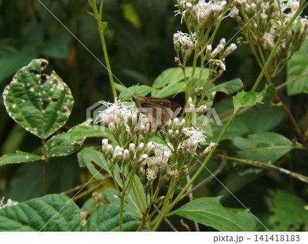 フジバカマの蜜を吸うチャバネセセリ 141418183