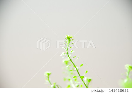 白い背景と小さな植物のアップ 白い背景と小さな植物のアップ 141418631