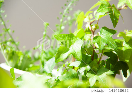 明るい自然光を浴びるアイビーとグリーンの植物アレンジ 明るい自然光を浴びるアイビーとグリーンの植物アレンジ 141418632