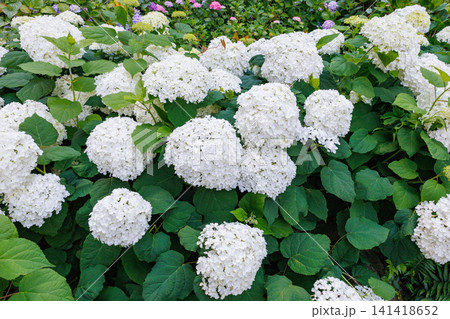下田公園で白い花を咲かせるアナベルの花 141418652