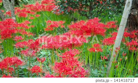 赤く鮮やかに咲く曼珠沙華(彼岸花) 自然風景 赤く鮮やかに咲く曼珠沙華(彼岸花) 自然風景 141418717