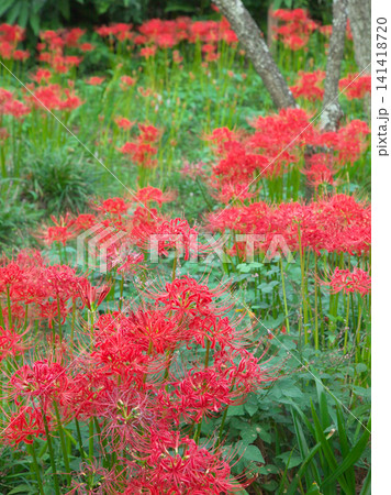 赤く鮮やかに咲く曼珠沙華(彼岸花) 自然風景 赤く鮮やかに咲く曼珠沙華(彼岸花) 自然風景 141418720