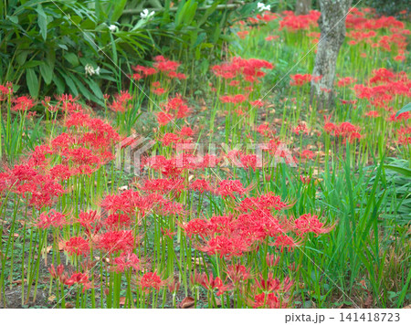赤く鮮やかに咲く曼珠沙華(彼岸花) 自然風景 赤く鮮やかに咲く曼珠沙華(彼岸花) 自然風景 141418723
