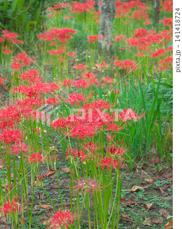 赤く鮮やかに咲く曼珠沙華(彼岸花) 自然風景 赤く鮮やかに咲く曼珠沙華(彼岸花) 自然風景 141418724