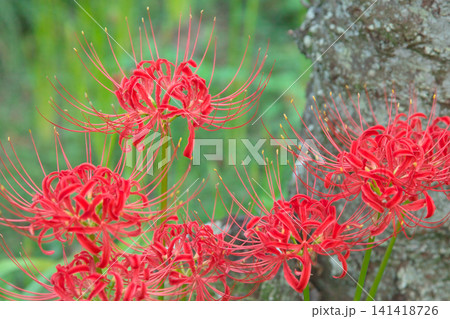 赤く鮮やかに咲く曼珠沙華(彼岸花) 自然風景 赤く鮮やかに咲く曼珠沙華(彼岸花) 自然風景 141418726