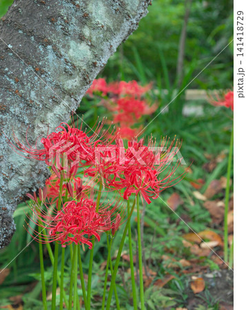 赤く鮮やかに咲く曼珠沙華(彼岸花) 自然風景 赤く鮮やかに咲く曼珠沙華(彼岸花) 自然風景 141418729