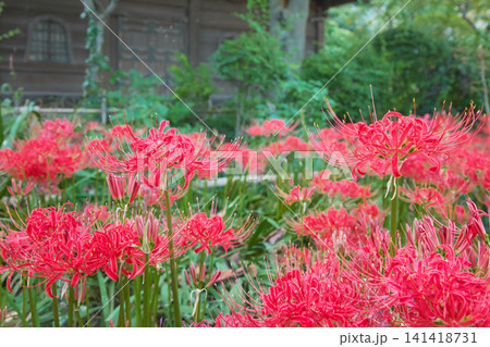 赤く鮮やかに咲く曼珠沙華（彼岸花）　自然風景 141418731